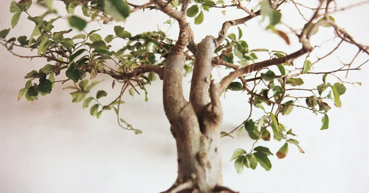 Bonsai Gødning: Optimal Pleje og Vækst for Dine Træer
