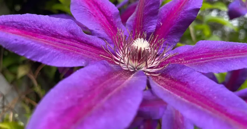 Clematis Gødning: Optimal Pleje for Smukke Blomster