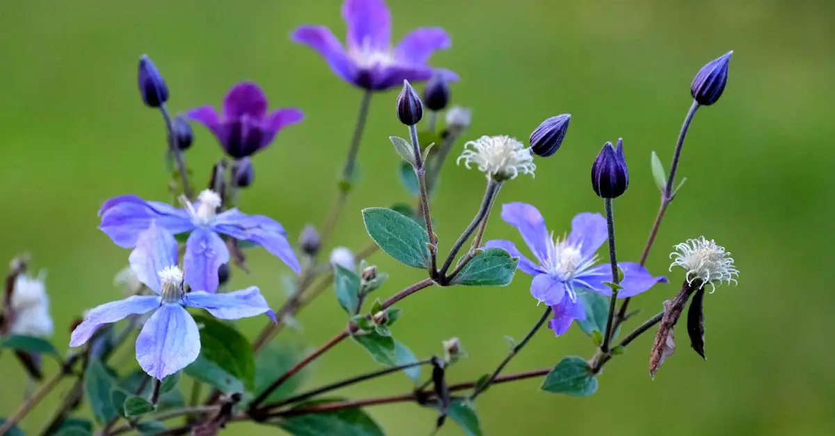 Clematis Gødning: Optimal Pleje for Smukke Blomster