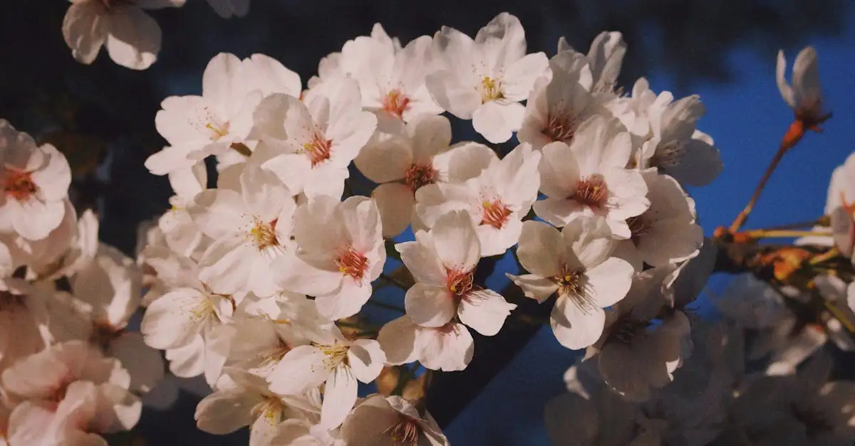 Gødning af blommetræer: Optimal pleje for saftige blommer