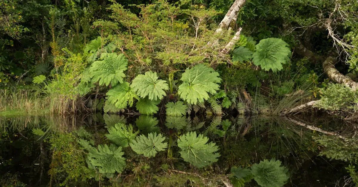Gunnera gødning: Sådan får du store og sunde planter